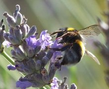 ape posata su un fiore