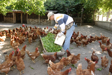 un uomo offre da mangiare alle galline