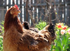 gallina nel pollaio