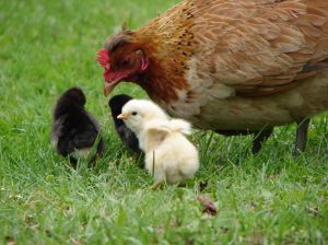 gallina con i pulcini