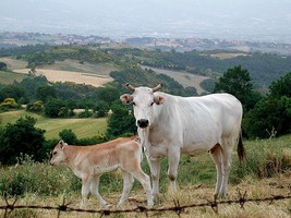 mucca di razza chianina di monica arellano ongpin su flickr