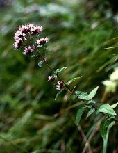 fiore di origano