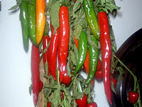 peperoncino