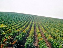 vigneto siciliano delle cantine pellegrino