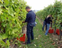 la vendemmia