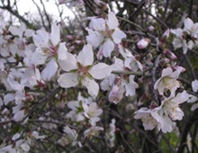 fiori di mandorlo