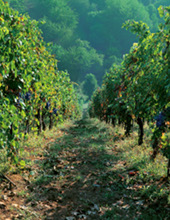 vigna in Valtellina