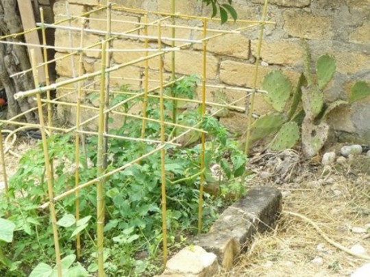 gabbia per i pomodori