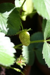 pianta di fragole