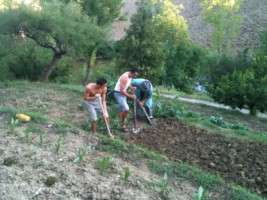 ortolani al lavoro