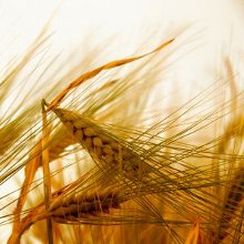 una spiga di grano spezzata