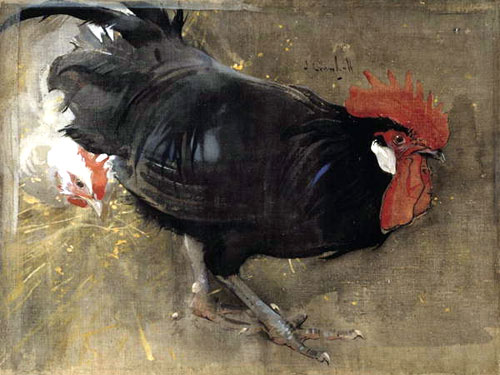 gallo disegnato