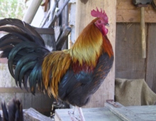 gallo