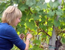 giuditta fa la vendemmia