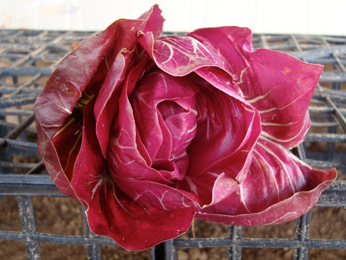 radicchio rosso di gorizia