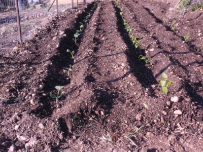 terreno di un orto