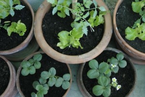 vasi di ortaggi sul balcone