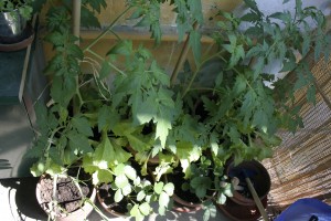 orto sul balcone