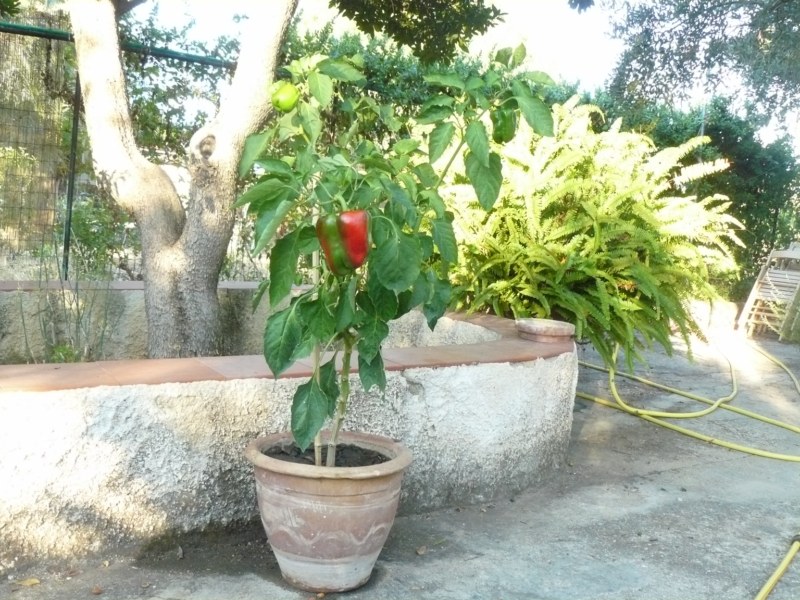 vaso con pianta di peperone