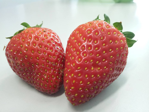 fragole