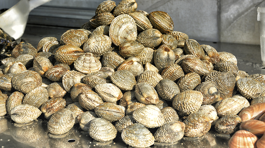 vongole