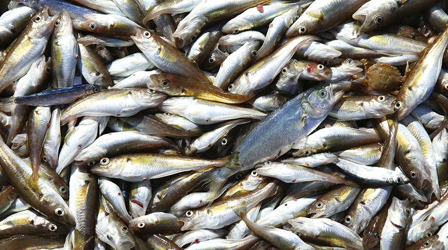 le-migliori-ricette-con-il-pesce-azzurro