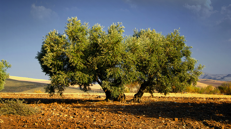 nomi per l'olio d'oliva