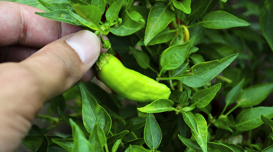 coltivare-il-peperone-e-il-peperoncino