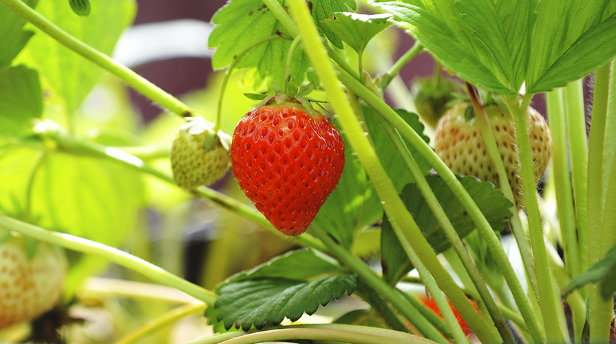 fragola-la-scheda-di-orto-e-mangiato