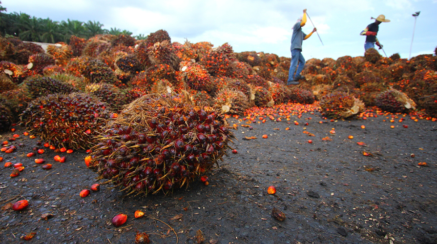 Olio di Palma produzione