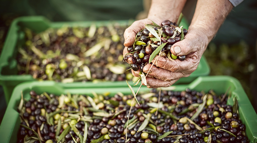 raccolta-delle-olive