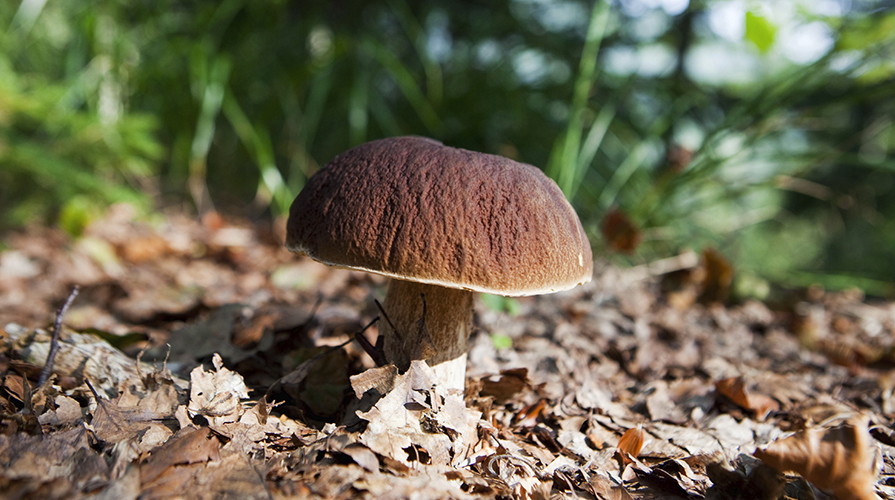 a-caccia-di-funghi-porcini