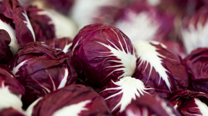 radicchio rosso varietà precoce