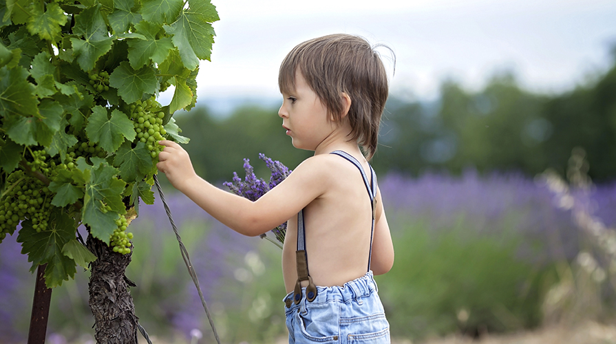 Vendemmia per bambini