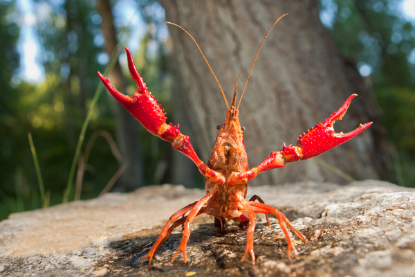 gambero killer Louisiana