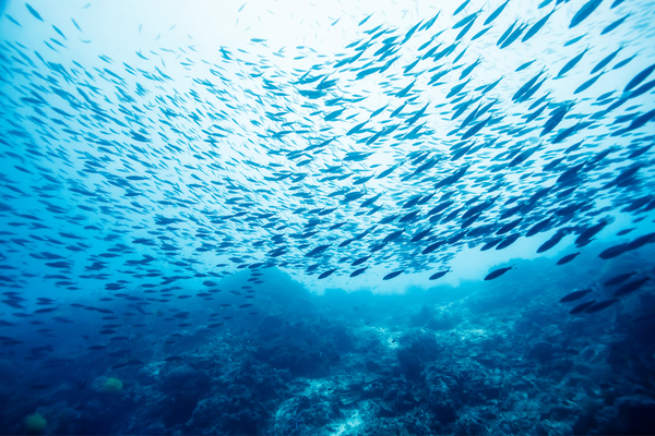 Consumo di pesce sostenibile