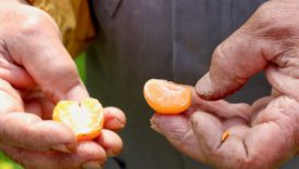 agricoltura sociale calabria