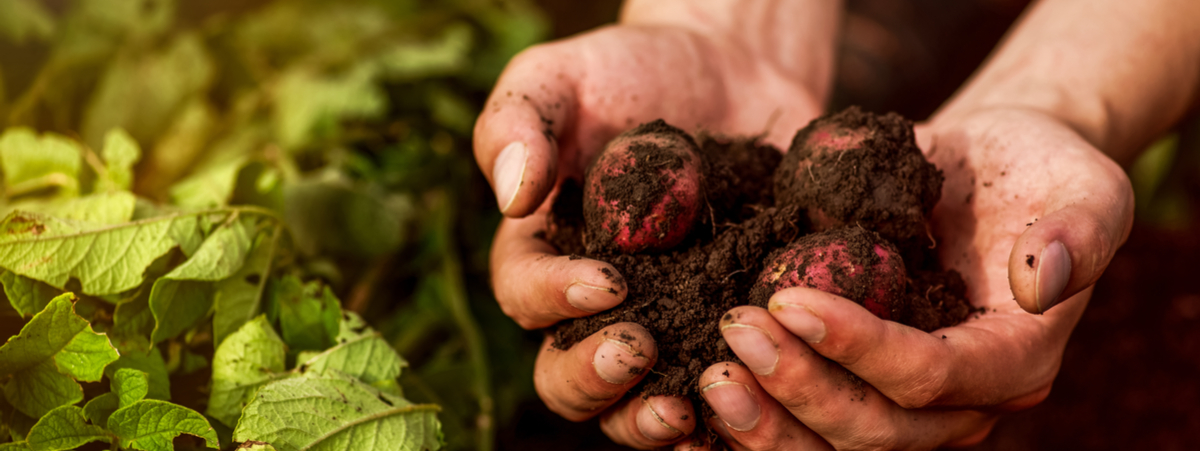 nuovo regolamento biologico ue