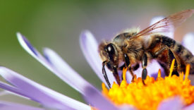 la rivoluzione delle api
