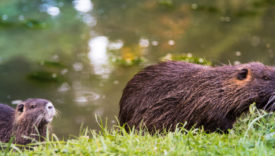 nutria si può mangiare