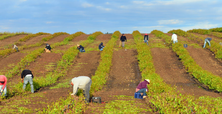 quarto rapporto agromafie caporalato