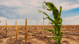 cibo e cambiamento climatico