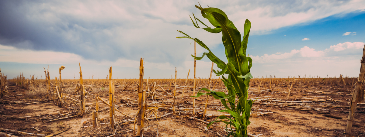 cibo e cambiamento climatico