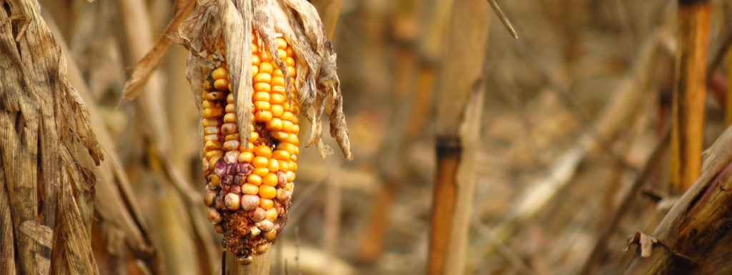 cibo e cambiamenti climatici