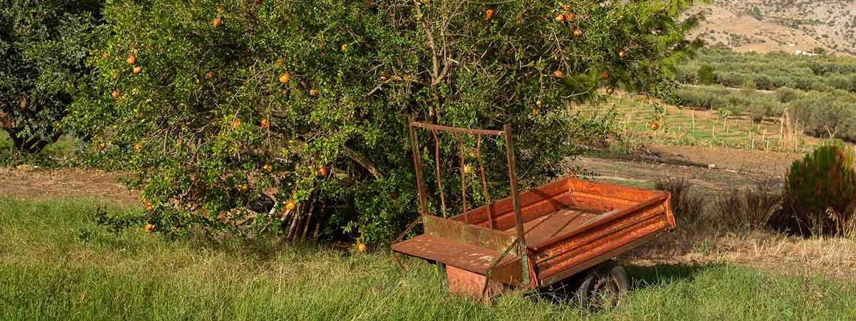 food forest sicilia