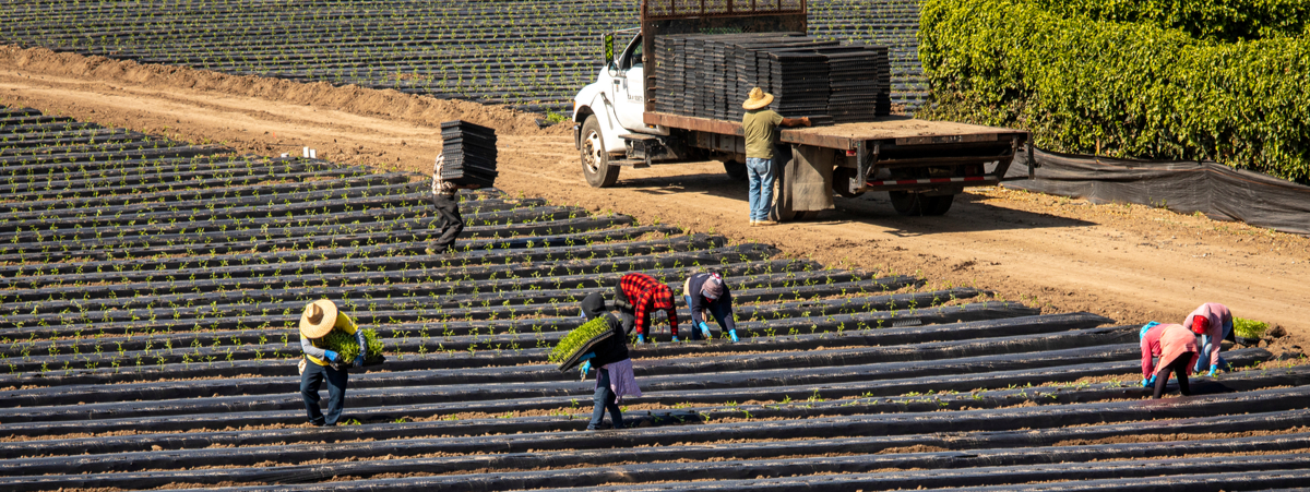 quinto rapporto agromafie e caporalato