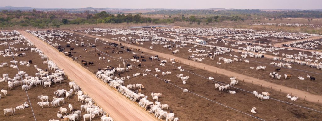 carne e deforestazione