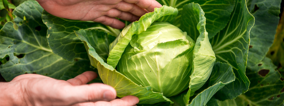 come aprire azienda agricola biologica